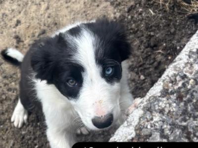Male Border Collie puppy in Roscommon