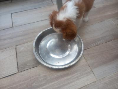 Cavalier King Charles