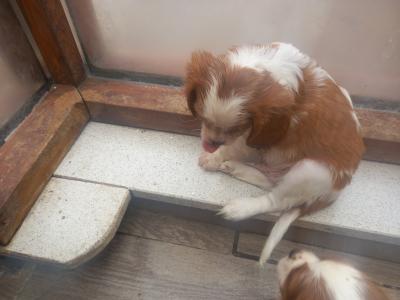 Cavalier King Charles