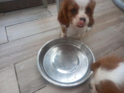 Cavalier King Charles