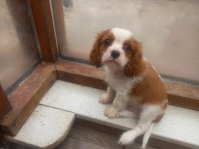 Cavalier King Charles
