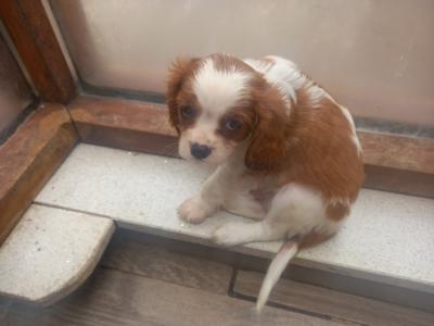 Cavalier King Charles