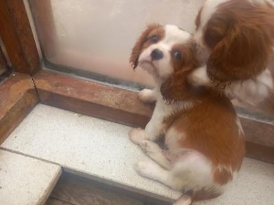 Cavalier King Charles