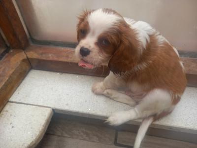 Cavalier King Charles