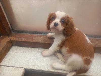 Cavalier King Charles