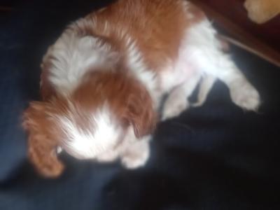Cavalier King Charles