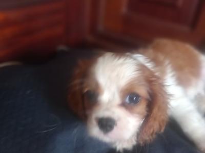 Cavalier King Charles