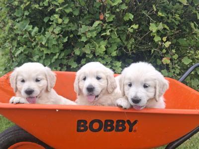 Golden Retriever puppies in Meath