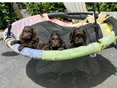 *** Beautiful Chocolate Cockapoo puppies in Waterford***