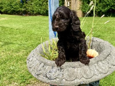 *** Beautiful Chocolate Cockapoo puppies in Waterford***