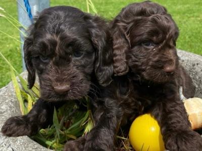 *** Beautiful Chocolate Cockapoo puppies in Waterford***