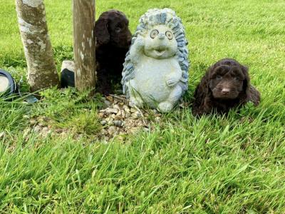 *** Beautiful Chocolate Cockapoo puppies in Waterford***