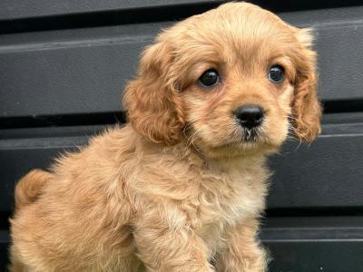 Cavapoo puppies (Video Included) in Cavan
