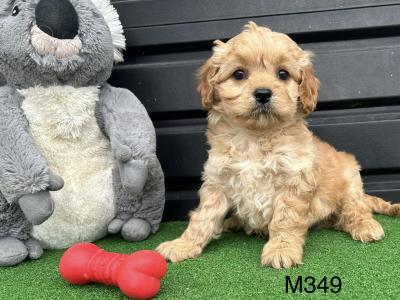 Cavapoo puppies (Video Included) in Cavan