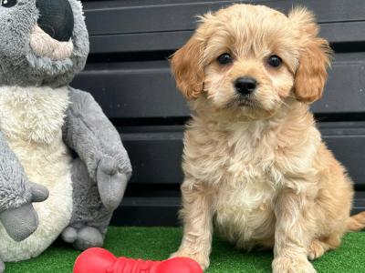 Cavapoo puppies (Video Included) in Cavan