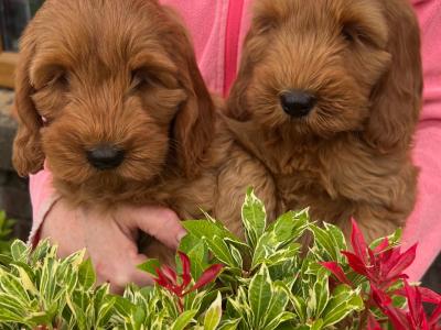 Toy F1 Red Cockapoo puppies by Fully health tested Parents in Mayo