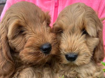 Toy F1 Red Cockapoo puppies by Fully health tested Parents in Mayo