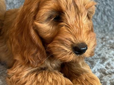 Toy F1 Red Cockapoo puppies by Fully health tested Parents in Mayo