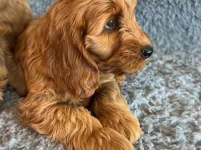 Toy F1 Red Cockapoo puppies by Fully health tested Parents in Mayo