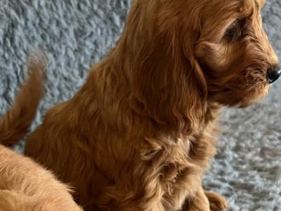 Toy F1 Red Cockapoo puppies by Fully health tested Parents in Mayo