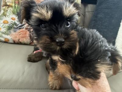 Small Toy Yorkshire Terrier puppies in Tyrone