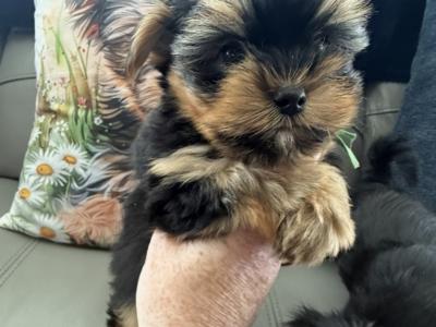 Small Toy Yorkshire Terrier puppies in Tyrone