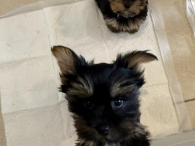 Small Toy Yorkshire Terrier puppies in Tyrone