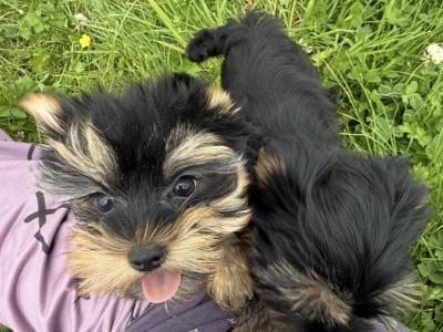 Small Toy Yorkshire Terrier puppies in Tyrone