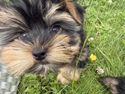 Small Toy Yorkshire Terrier puppies in Tyrone