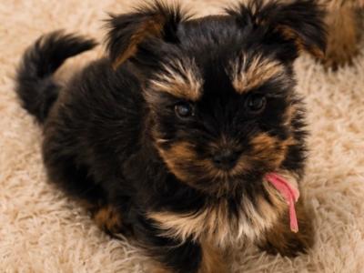 Small Toy Yorkshire Terrier puppies in Tyrone