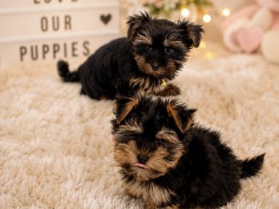 Small Toy Yorkshire Terrier puppies in Tyrone
