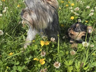 Small Toy Yorkshire Terrier puppies in Tyrone