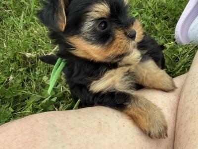 Small Toy Yorkshire Terrier puppies in Tyrone