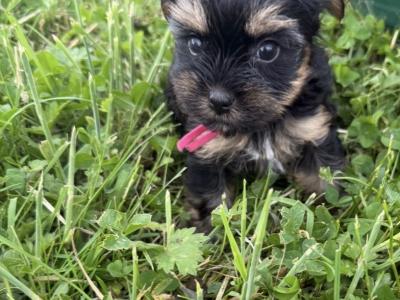 Small Toy Yorkshire Terrier puppies in Tyrone