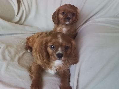 Male Cavalier King Charles Spaniel pups in Kilkenny