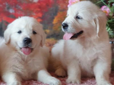 Golden Retriever puppies in Kildare