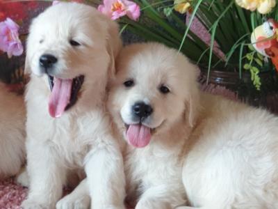 Golden Retriever puppies in Kildare