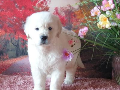 Golden Retriever puppies in Kildare