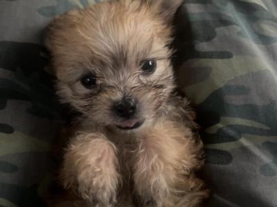 Morkie puppies in Offaly