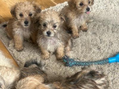 Morkie puppies in Offaly