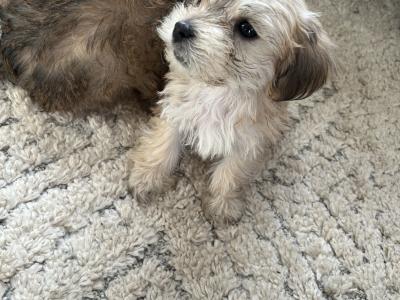 Morkie puppies in Offaly