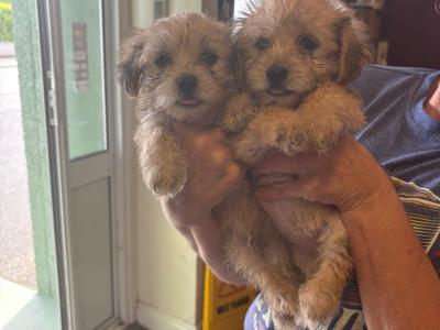 Morkie puppies in Offaly