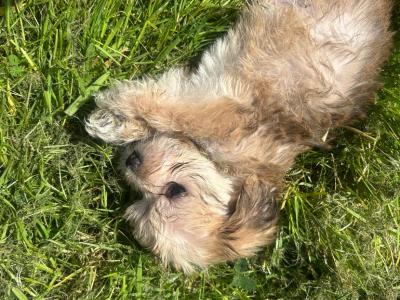 Morkie puppies in Offaly
