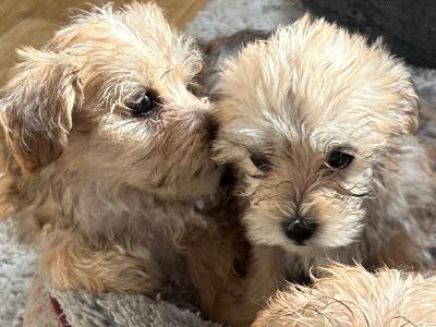 Morkie puppies in Offaly