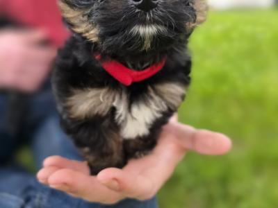 Yortshire Terrier pups in Donegal