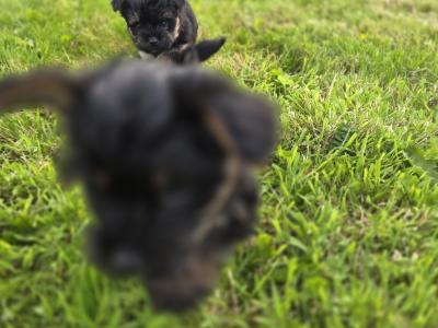 Yortshire Terrier pups in Donegal