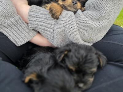 Yortshire Terrier pups in Donegal