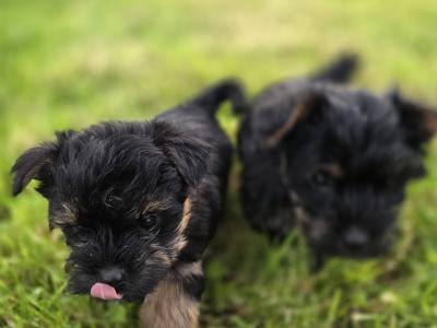 Yortshire Terrier pups in Donegal
