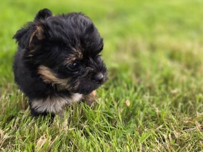 Yortshire Terrier pups in Donegal