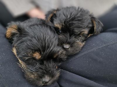 Yortshire Terrier pups in Donegal